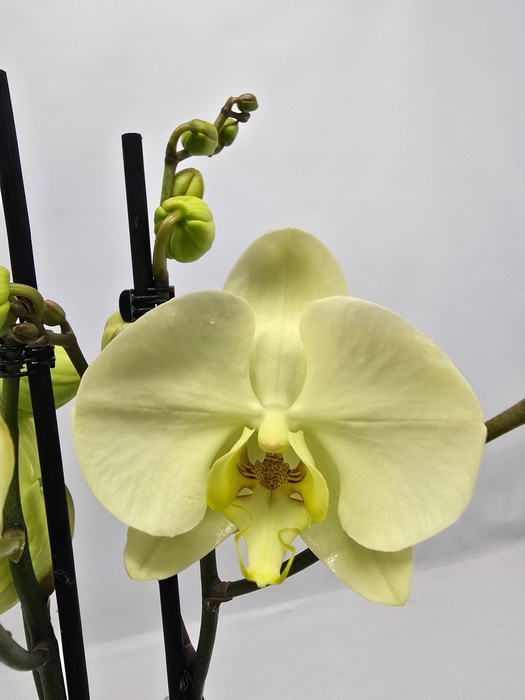 Phalaenopsis overig