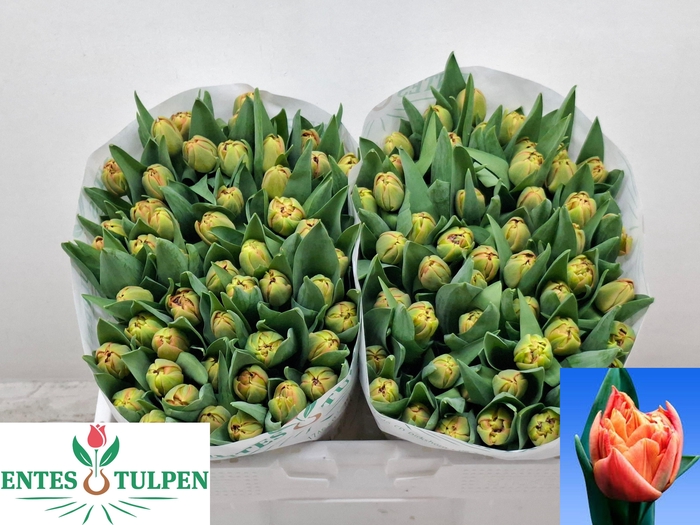 <h4>TU DU VALDIVIA</h4>