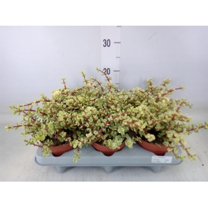 Portulacaria afra 'Variegata'