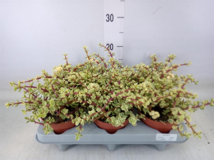 <h4>Portulacaria afra 'Variegata'</h4>