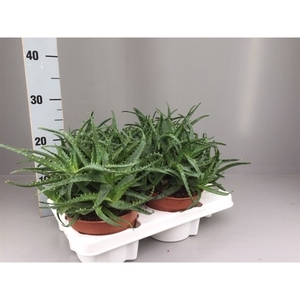 Aloe Arborescens vertakt 15