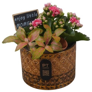 PTIB5186 Arrangementen kamerplanten