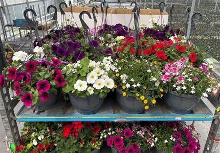 <h4>Overig perkplanten gemengd in pot</h4>