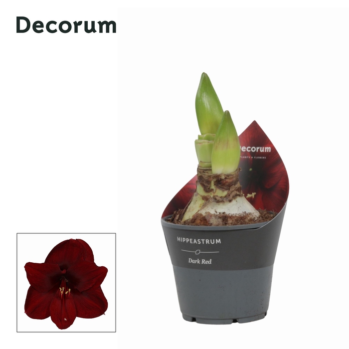 <h4>Amaryllis Dark Red 2 Knop (Decorum)</h4>