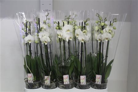 <h4>Phal Ov Wit 3 Branches 18+</h4>