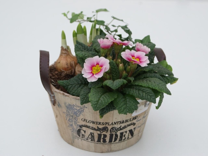 <h4>Primula Hout Rond (1x Hed, 1x Tete, 1x Prim)</h4>