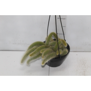 CACTUS RABO MACACO C18