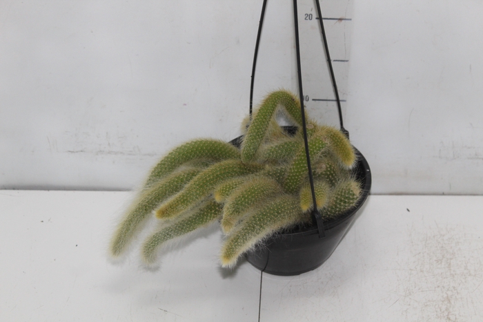 <h4>CACTUS RABO MACACO C18</h4>
