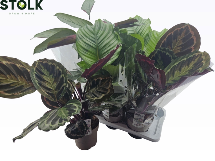 <h4>CALAT GEM 4 SRT</h4>