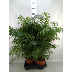 Chamaedorea elegans