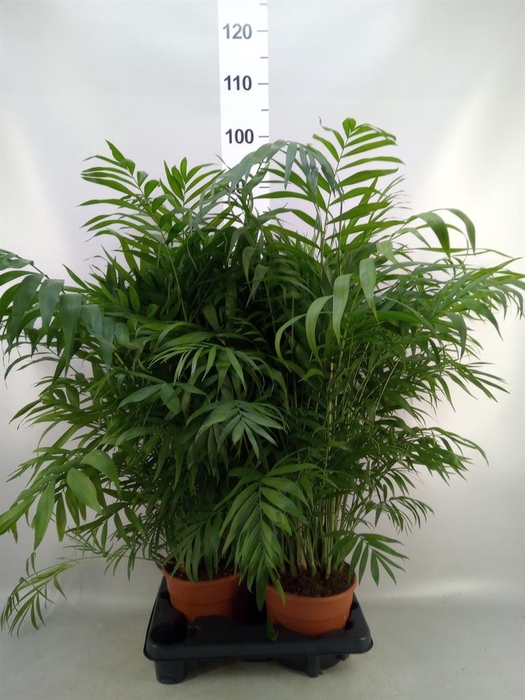 <h4>Chamaedorea elegans</h4>