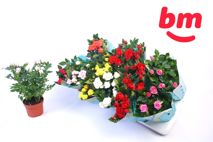 <h4>RO B MONDE GEM 7 SRT</h4>