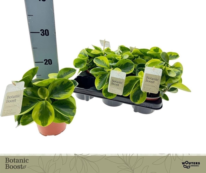 arr8 Pep Obt Obtipan