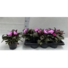 Impat Orchid Flame