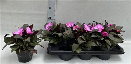 Impat Orchid Flame