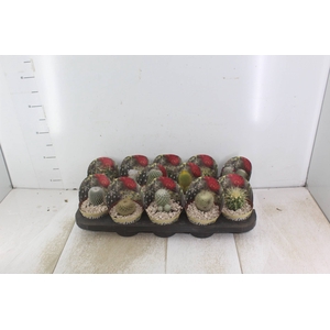 CACTUS RAIZ PROPRIA P11