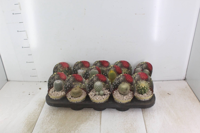 <h4>CACTUS RAIZ PROPRIA P11</h4>