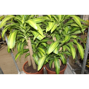 DRACENA MASSANGEANA P40