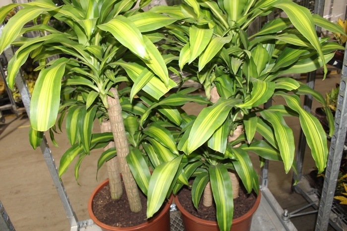 <h4>DRACENA MASSANGEANA P40</h4>