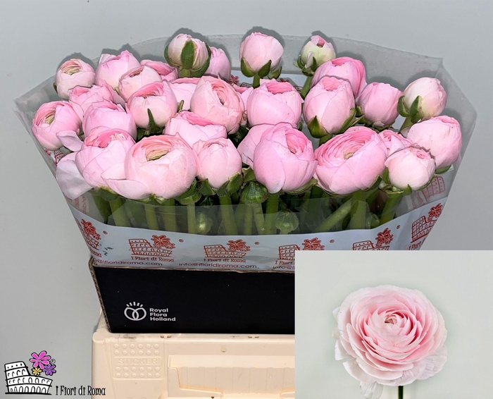 <h4>RAN SU LADY</h4>