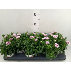 Dianthus  'Oscar Purple Star'