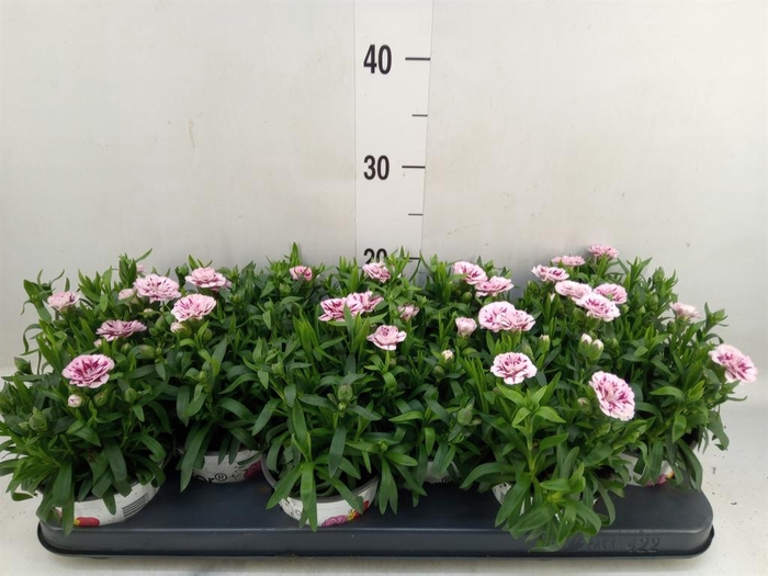 <h4>Dianthus  'Oscar Purple Star'</h4>