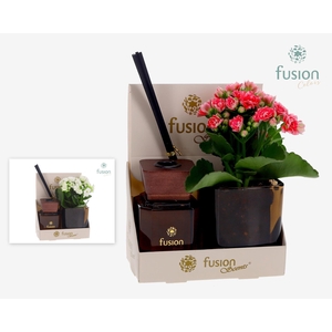 Fusion Scentsglazen gift set met Kalanchoe