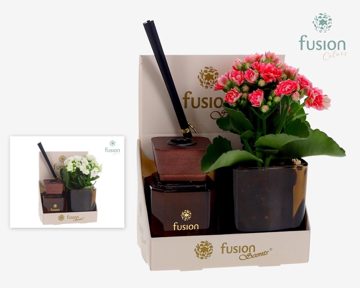 <h4>Fusion Scentsglazen gift set met Kalanchoe</h4>