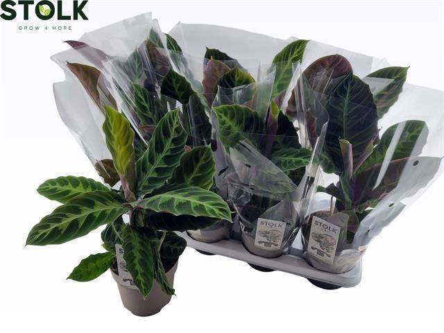 <h4>CALAT WARSCEWICZII</h4>