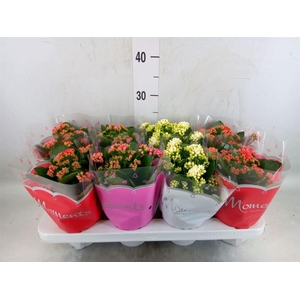 Kalanchoe blos.   ..rosebud mix  3