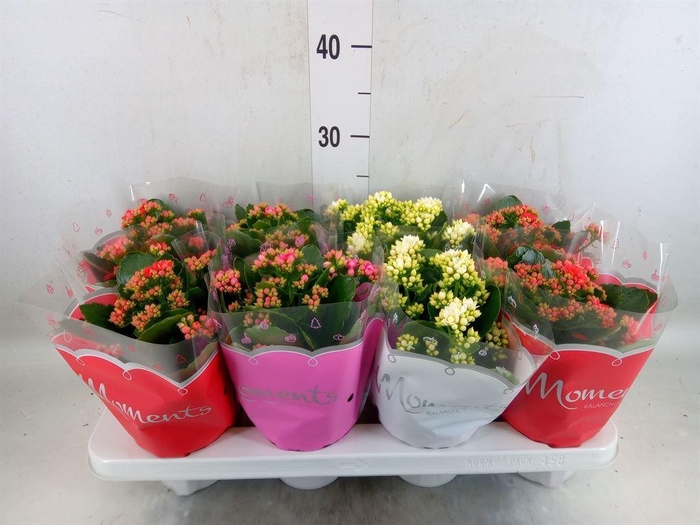 <h4>Kalanchoe blos.   ..rosebud mix  3</h4>