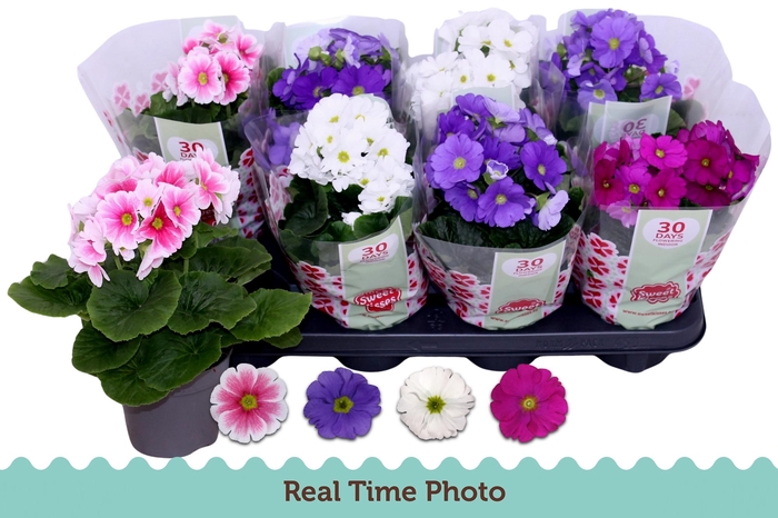 <h4>PRIM OB TM GEM</h4>