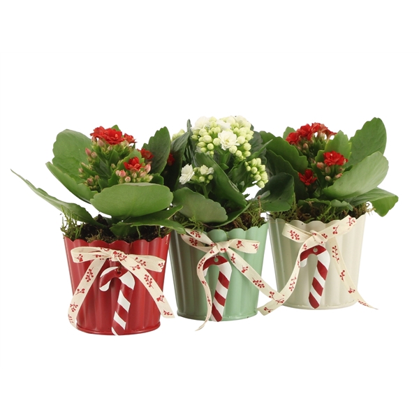 <h4>Arrangementen kamerplanten 6%</h4>