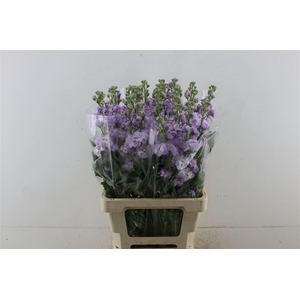 Matth Iron Marine 60cm