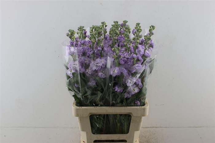 <h4>Matth Iron Marine</h4>