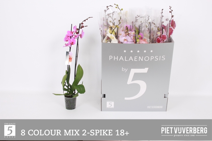 <h4>PHAL GEM 8 KL</h4>