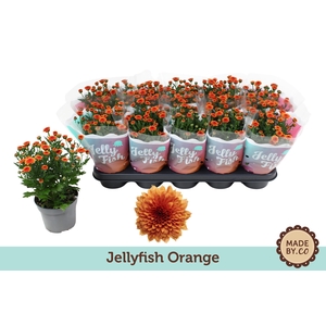 Chrysant Jellyfish Orange
