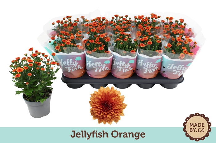<h4>Chrysant Jellyfish Orange</h4>