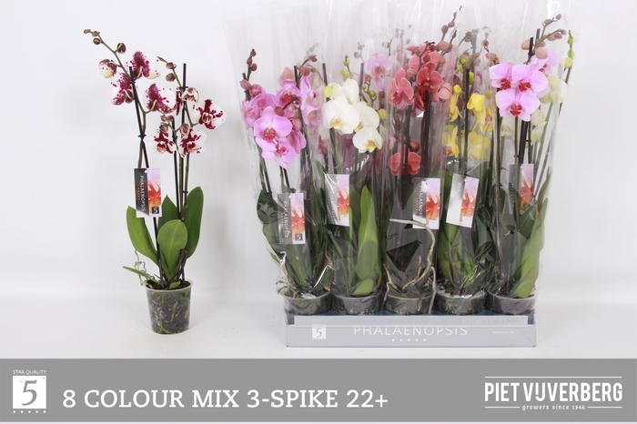 <h4>PHAL GEM 8 KL</h4>