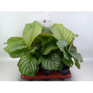 Calathea orbifolia
