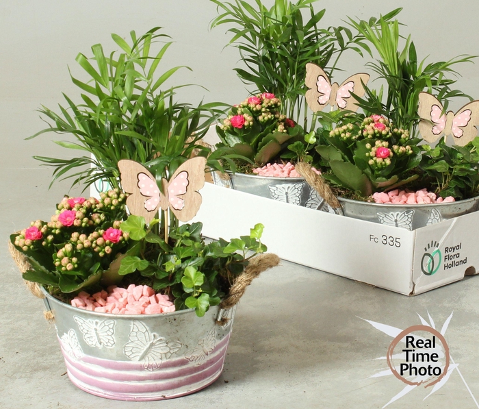 <h4>Arr Kamerpl</h4>