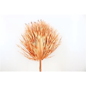 Dried Chamaerops (10tk) Copper Bunch