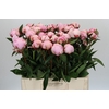 Paeonia Sarah Bernhardt