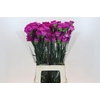 Dianthus St Tiepolo Fucsia