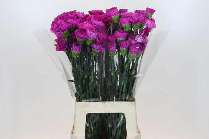 Dianthus St Tiepolo Fucsia