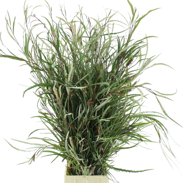 <h4>Grevillea 300gram</h4>