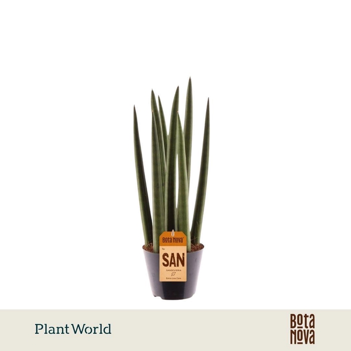 <h4>Sansevieria cylindrica 'Spaghetti'</h4>