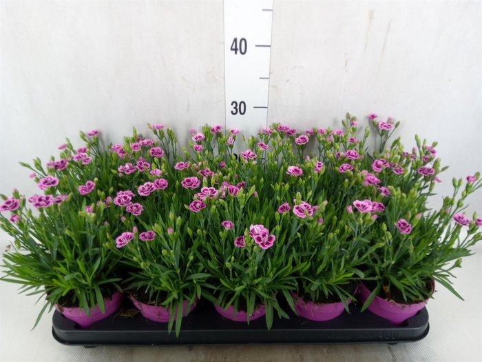 <h4>Dianthus  'Pink Kisses'</h4>