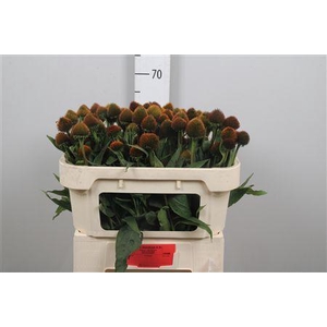 Echi Purpurea
