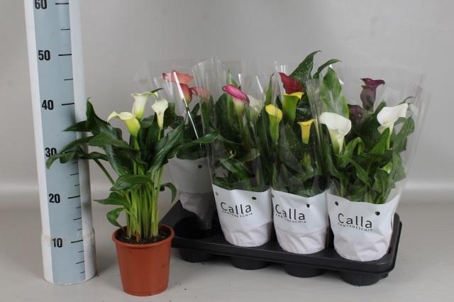 <h4>ZANT GEM 6 KL</h4>